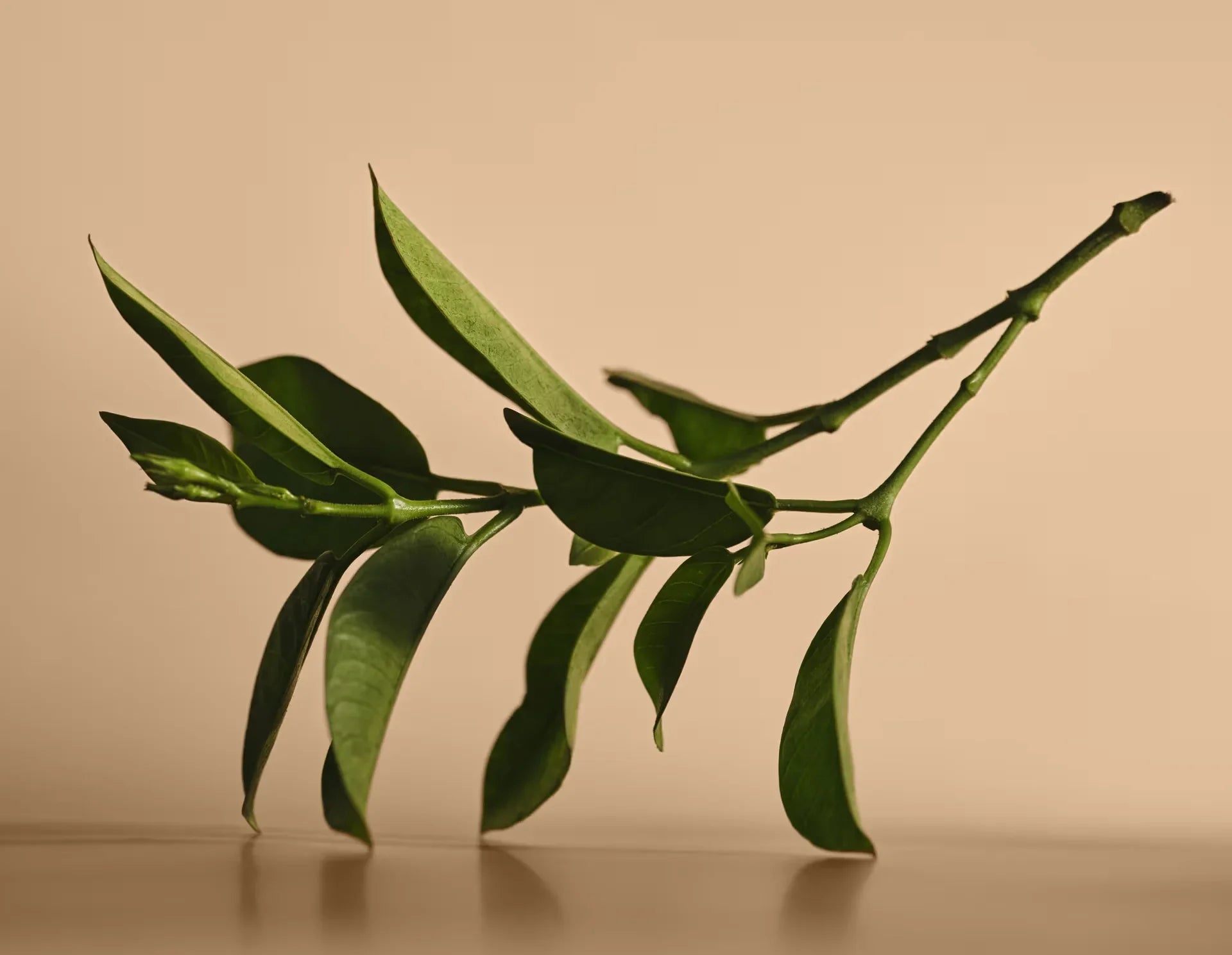 アシュワガンダは眠くなる?その本当の働きとは