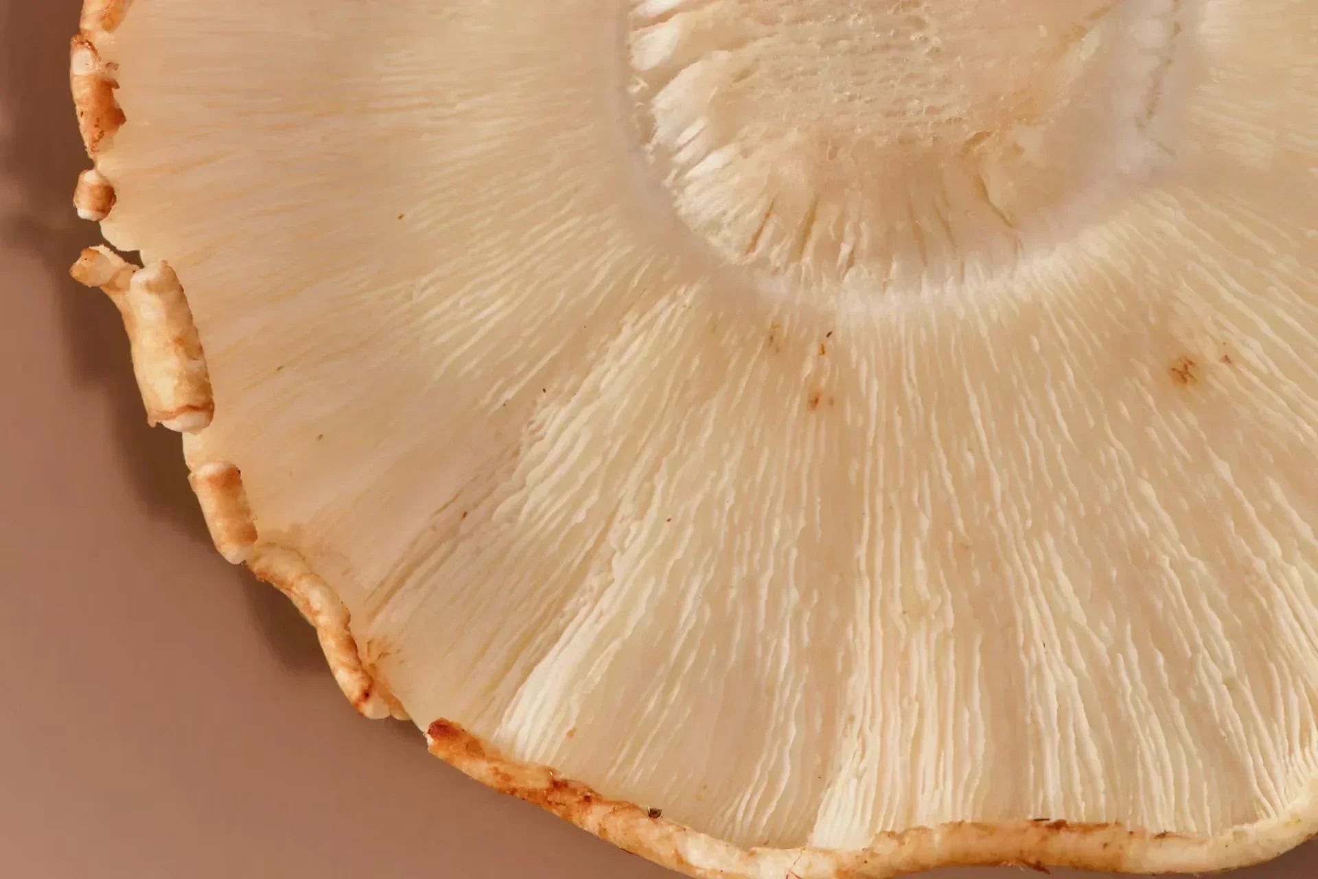 石器時代の食事法・パレオダイエットとは?現代人に合う健康的な食べ方