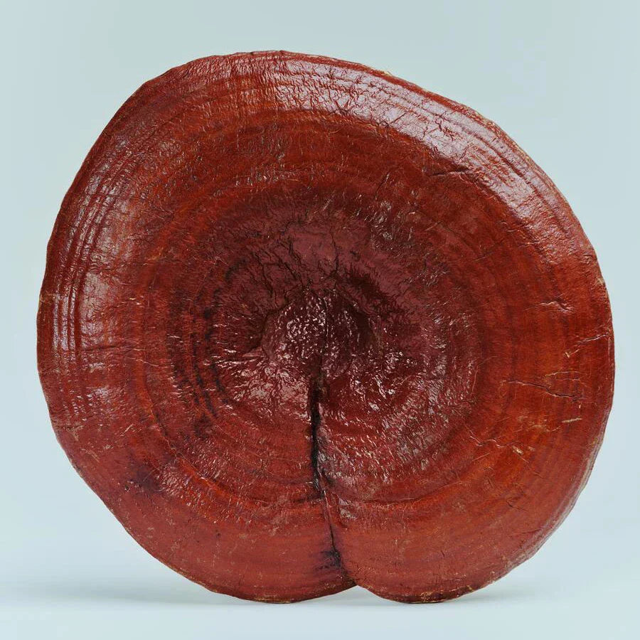 レイシ（霊芝）は本当に体にいい？効果と注意点をチェック