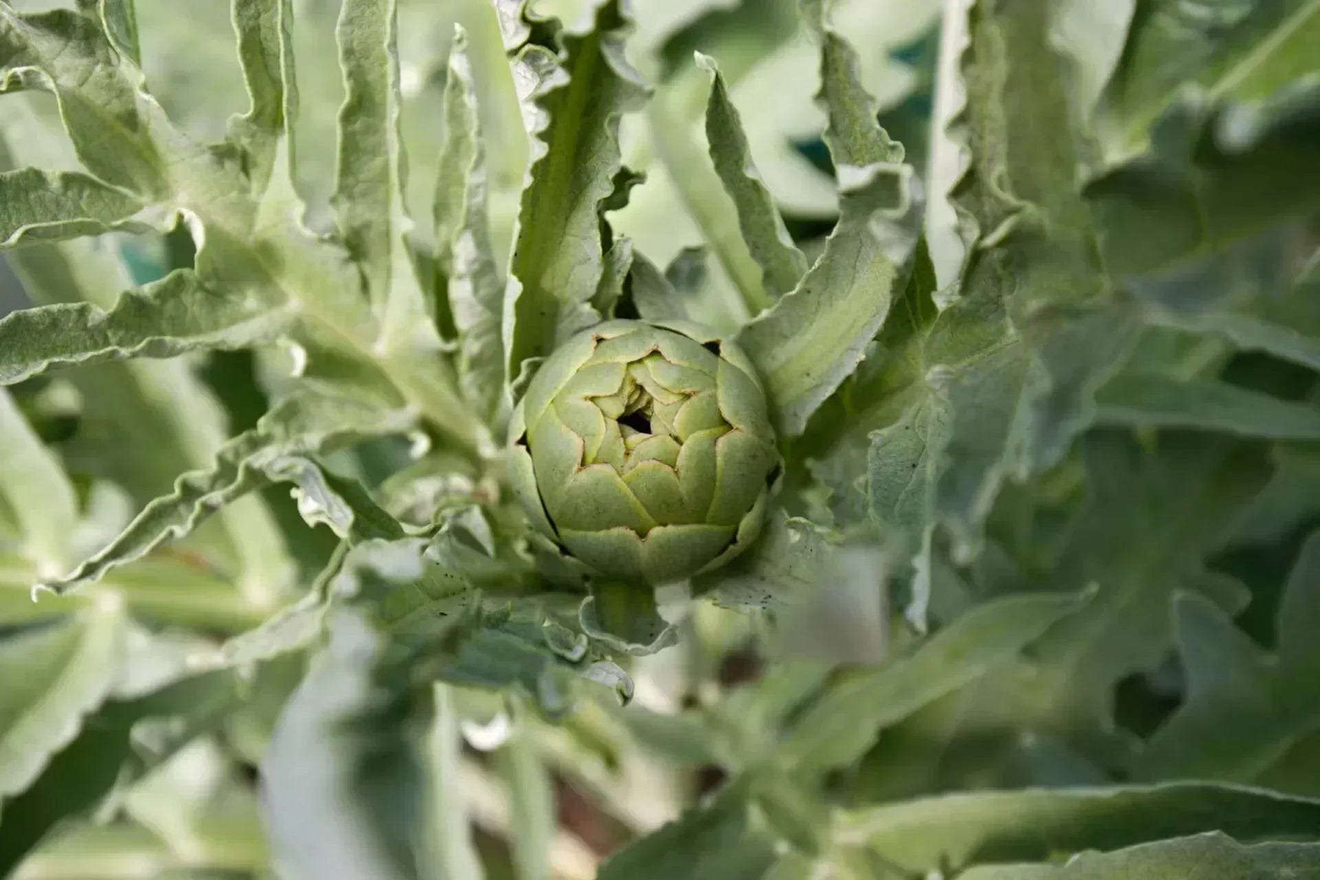 アーティチョークエキスは次のスーパーフード？