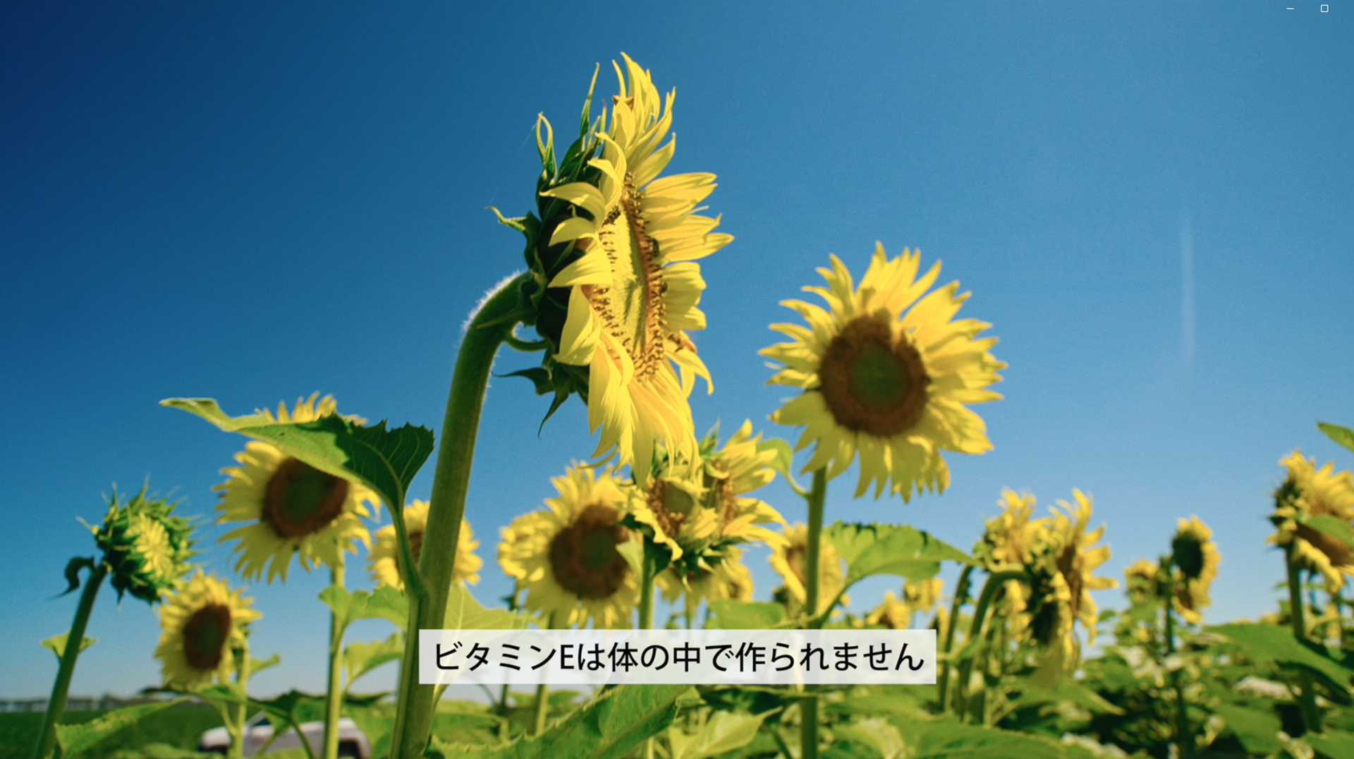 Farm to Label — 太陽の恵みから生まれる、AG1のビタミンEストーリー