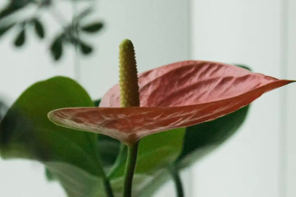 リビドー低下と食事の関係