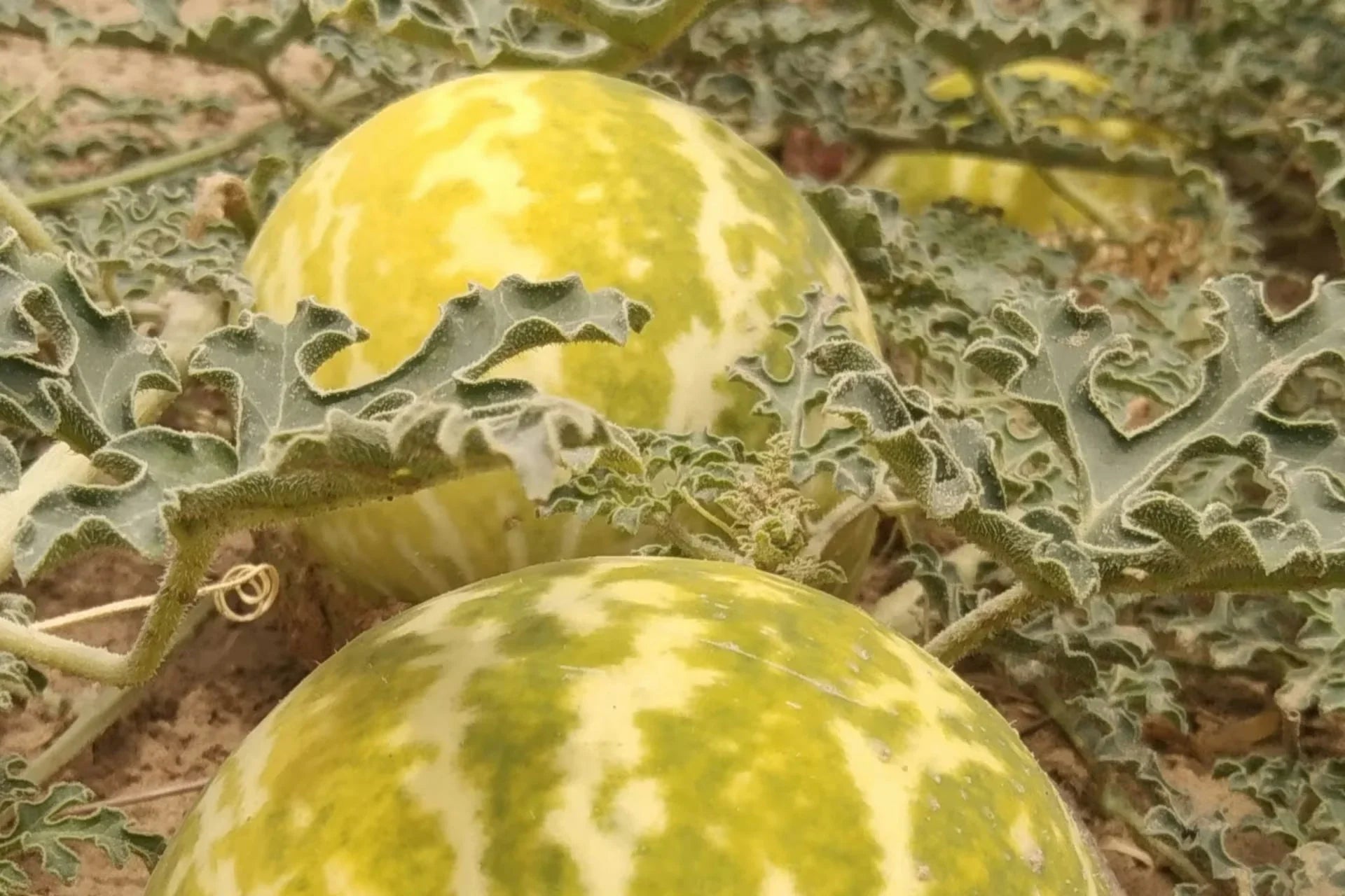 むくみをスッキリ解消！体を優しく「デトックス」する方法