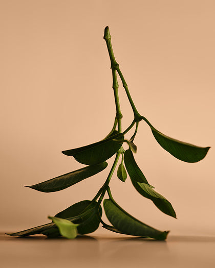 アシュワガンダ