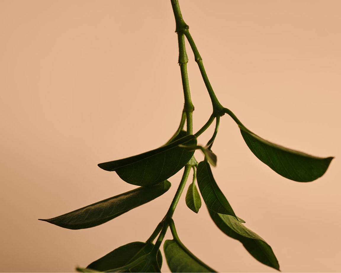 アシュワガンダ