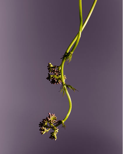 バレリアンルート