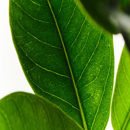 アシュワガンダ